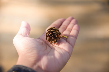 pine seeds on hands is going to be planted