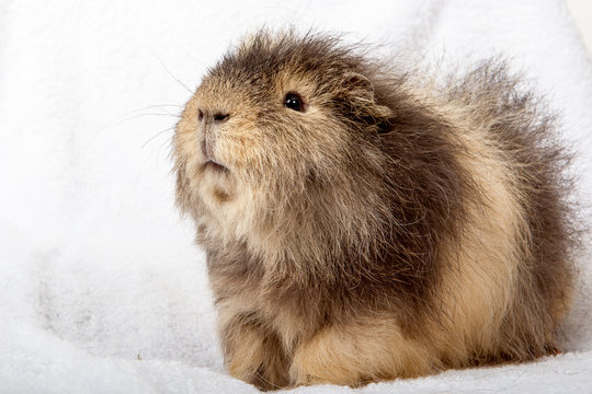 Cavia houd kop omhoog