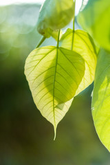 Fototapeta na wymiar green bo leaf with sunrise background