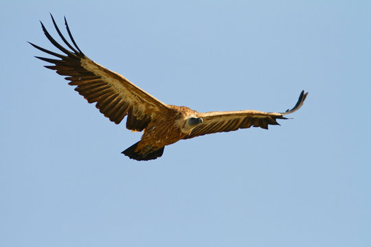 The griffon vulture on Cres island