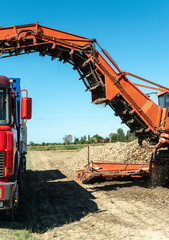 Machine harvest sugar beet.