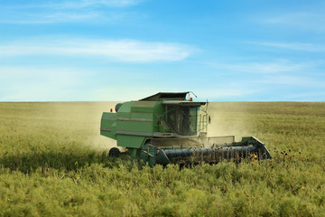 Fototapeta premium Combine harvester in sunflower field
