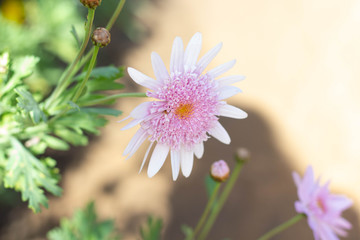 Pink Daisy Flower Bloom 