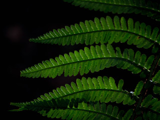 green fern leaf 