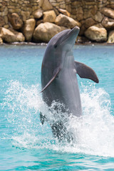 Delfin im Rückwärtsgang im Meer