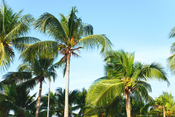 Fototapeta na wymiar Coconut palm tree leaves with blue sky, tropical palms at sunny summer day.