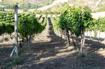 Vine valley, vineyards in rows on hill in Italy.