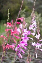 Obraz premium Pastel Pink Purple Watsonia Flowers