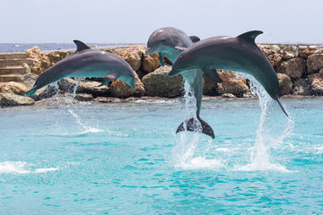 Drei Delfine machen Sprung im Meer