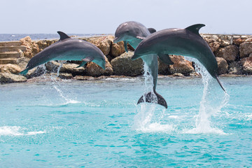Drei Delfine machen Sprung im Meer © Bittner KAUFBILD.de