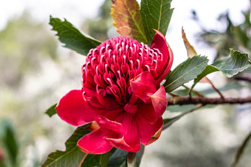Waratah Australian Flower Pink Red