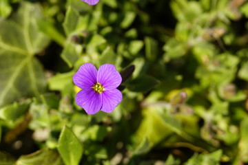 Blume lila