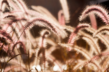 Abstract backlit plants.
