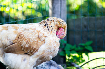 Chicken hides his head between his feathers. She can no longer see it.