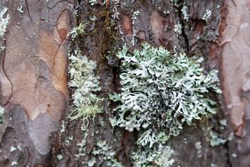 Lichen Parmeliaceae on pine bark, closeup.