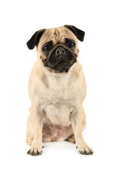 Portrait of purebred pug dog