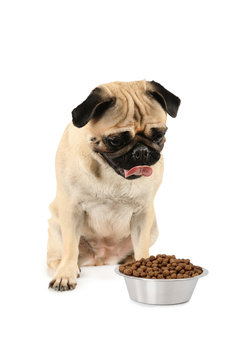 Dog breed pug looks at bowl of dog food
