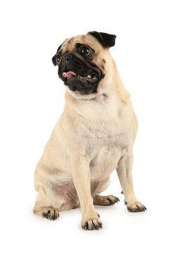 Funny purebred pug with tongue sticking