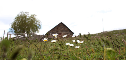 stone house and daisies, rural scene