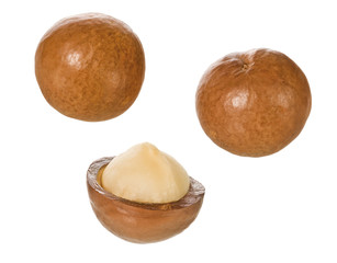 Macadamia