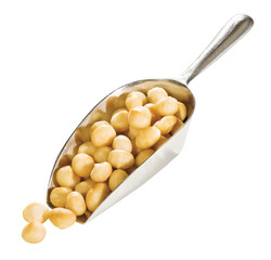 Macadamia