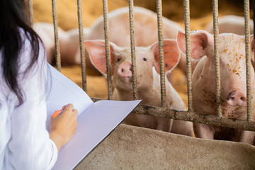The veterinarian is saving information about the piglets in the notebook. For good health and prevention of swine flu. Soft focus and article usage Pig .farm organic livestock rural