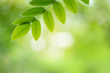 Fototapeta na wymiar Green leaf on beautiful bokeh background.
