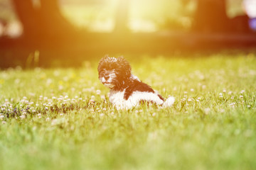 Happy black and white young dog on the lawn