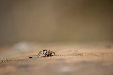 spider in detail