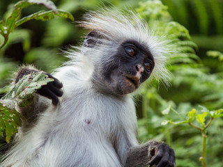 monkey