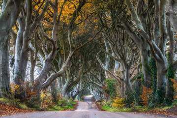 Dark Hedges Antrim Northern Ireland morning trees road