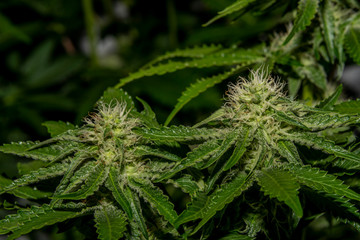 French cookies variety of marijuana with young blooms