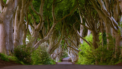 Fototapeta na wymiar Dark Hedges Antrim Northern Ireland morning trees road