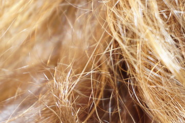 Haar-Close-Up, blonde Haare