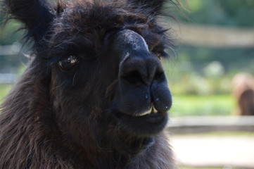 A llama at the farm