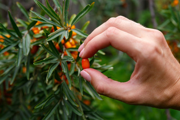 seabuckthorn berry in hand on a background of a seabuckthorn bush
