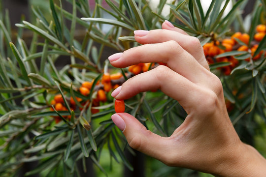 seabuckthorn berry in hand on a background of a seabuckthorn bush
