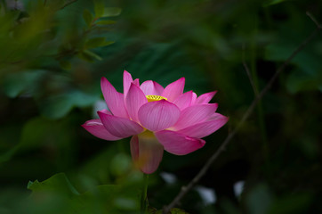 Obraz premium 蓮 lotus