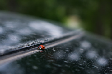 Close up of a ladybug in the mirror of a car