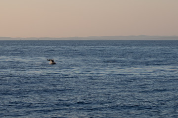 Delfin auf See © Frank