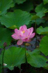 蓮　lotus