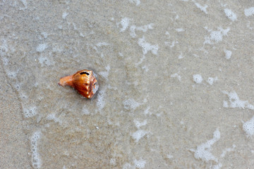 Sea shell in sand on beach with sea waves (motion blur)