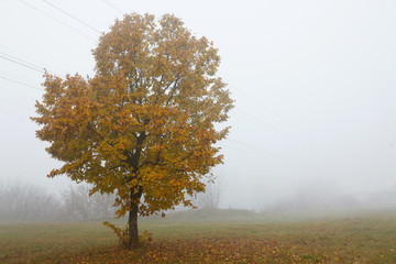 Obraz na płótnie Canvas Autumn landscape with power line and trees in the fog