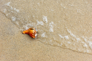 Sea shell in sand on beach with sea waves (motion blur)