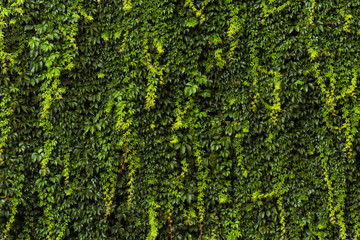green ivy on the wall