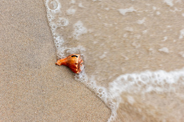 Sea shell in sand on beach with sea waves (motion blur)