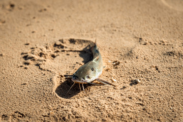 Sea catfishes on the beach.