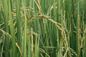 Asia Agriculture and Thai rice concept