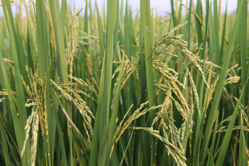 Asia Agriculture and Thai rice concept. Rice field in sunrise time for background. Rice Field in the Morning. The beauty of Thai jasmine rice.