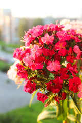 Violet flowers of phlox (Phlox douglasii) plant. High resolution photo. Pink colors. Macro photo, warm colors